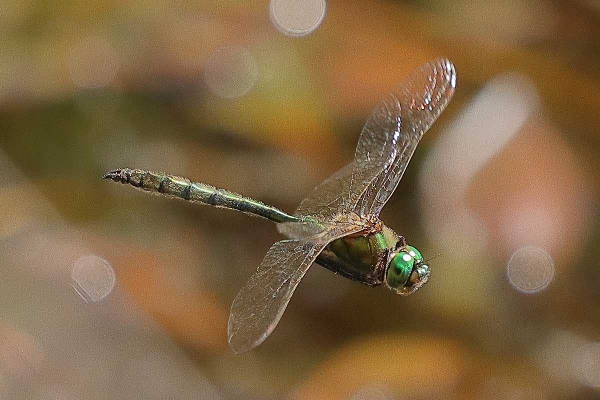 Somatochlora_metallica